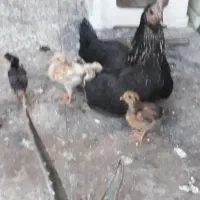 مرغ کرک. با جوجه