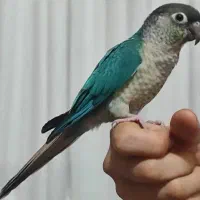 گرینچیک تراکوییس فوق‌العاده رام ودستی