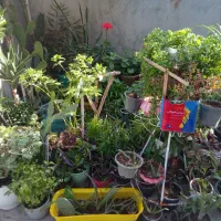 فروش تعدادی گل و گیاه طبیعی