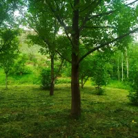 باغ|فروش خانه و ویلا|کلات (خراسان), |دیوار