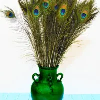 پر طاووس طبیعی|صنایع دستی و سایر لوازم تزئینی|بردسکن, |دیوار