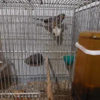 سهره قناری معامله با جفت قناری