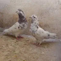 یه جفت کفتر ناب|پرنده|مشکین‌دشت, |دیوار
