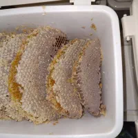 عسل طبیعی فروش خرده