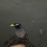 مینا سخنگو .اجتماعی قیمت مناسب