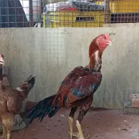 خورس لاری افغان