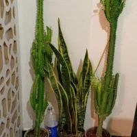 گلهای شیک وپیک