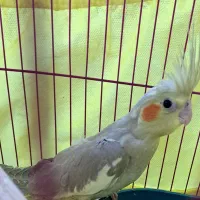 جوجه عروس هلندی