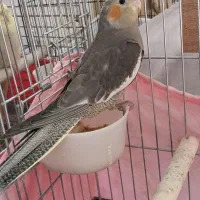 عروس هلندی سینامون