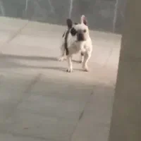 فرنچ بولداگ ۲ساله