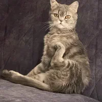 واگزاری گربه اسکاتیش