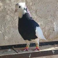 طوقی سیاه نر|پرنده|اقبالیه, |دیوار