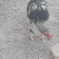 فروش مرغ و خروس لاری