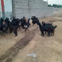 بیگ‌نراوماده‌چاغ‌برافروش|حیوانات مزرعه|اندیمشک, |دیوار