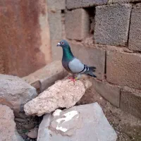 کبوتر پلاکی مسافتی|پرنده|مسجد سلیمان, |دیوار