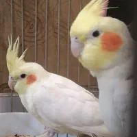 عروس و داماد