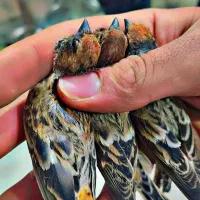 قناری سهره درجه یک حراج