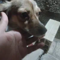 واگذاری توله پامر اشپیتز