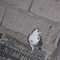 کبوتر|پرنده|سراوان, |دیوار