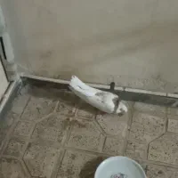 کفترطوقی|پرنده|قم, بلوار امین و ساحلی|دیوار