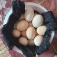 تخم مرغ (محلی.لاری)