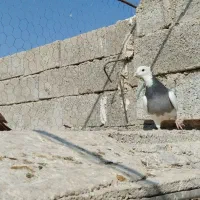 یال سیاه طوقی و سرخ|پرنده|کازرون, |دیوار