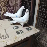 کفترگرفتنی‌کبکی30تا