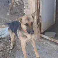 سگ نگهبان|سگ|برخوار, |دیوار