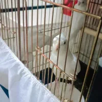 عروس هلندی آلبینو