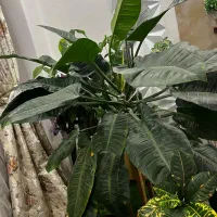 گل غول پیکر بابا آدم بزرگ