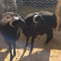 دو راس بره نر