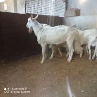 نربز سانن|حیوانات مزرعه|قروه, |دیوار