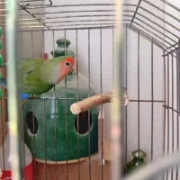 طوطی برزیلی اهویی