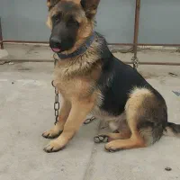 سگ ژرمن شپرد شاه توله نر شولان ورک