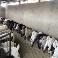 کهره نر چاق