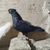 ماده زاغ ابادانی