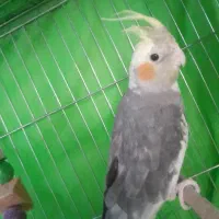 عروس هلندی جفت