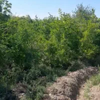 فروش باغ|فروش زمین و ملک کلنگی|قم, چهل درخت‎|دیوار