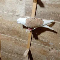 کبوتر کفتر پشت زرد|پرنده|شیروان (خراسان), |دیوار