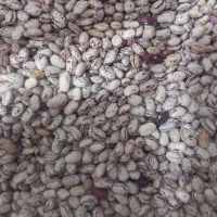 لوبیا چیتی اوتران|خوردنی و آشامیدنی|صومای برادوست, |دیوار