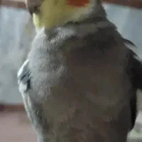 عروس هلندی گمشده