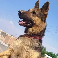 سگ ژرمن