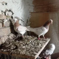 کفتر دوکت|پرنده|مشکیندشت, |دیوار