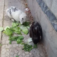 خرگوش بالغ وبچه