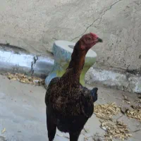 مرغ لاری