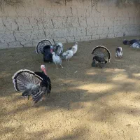 بوقلمون محلی بفروش میرسد