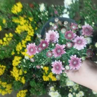 گل داوودی خیلی پر بوته ۵۰ تومن|گل و گیاه طبیعی|رشت, حمیدیان|دیوار