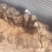 کبوتر|پرنده|خانمیرزا, |دیوار