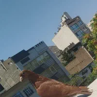 جوجه
