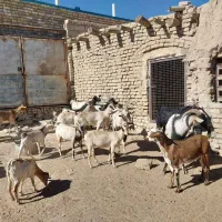 بز صلاله اهویی سومال|حیوانات مزرعه|تربتحیدریه, پائین ولایت|دیوار